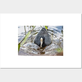 Hawaiian coot in Honolulu Posters and Art